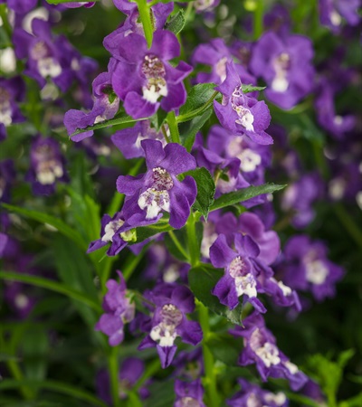 Summer Snapdragon Angelface® Super Blue